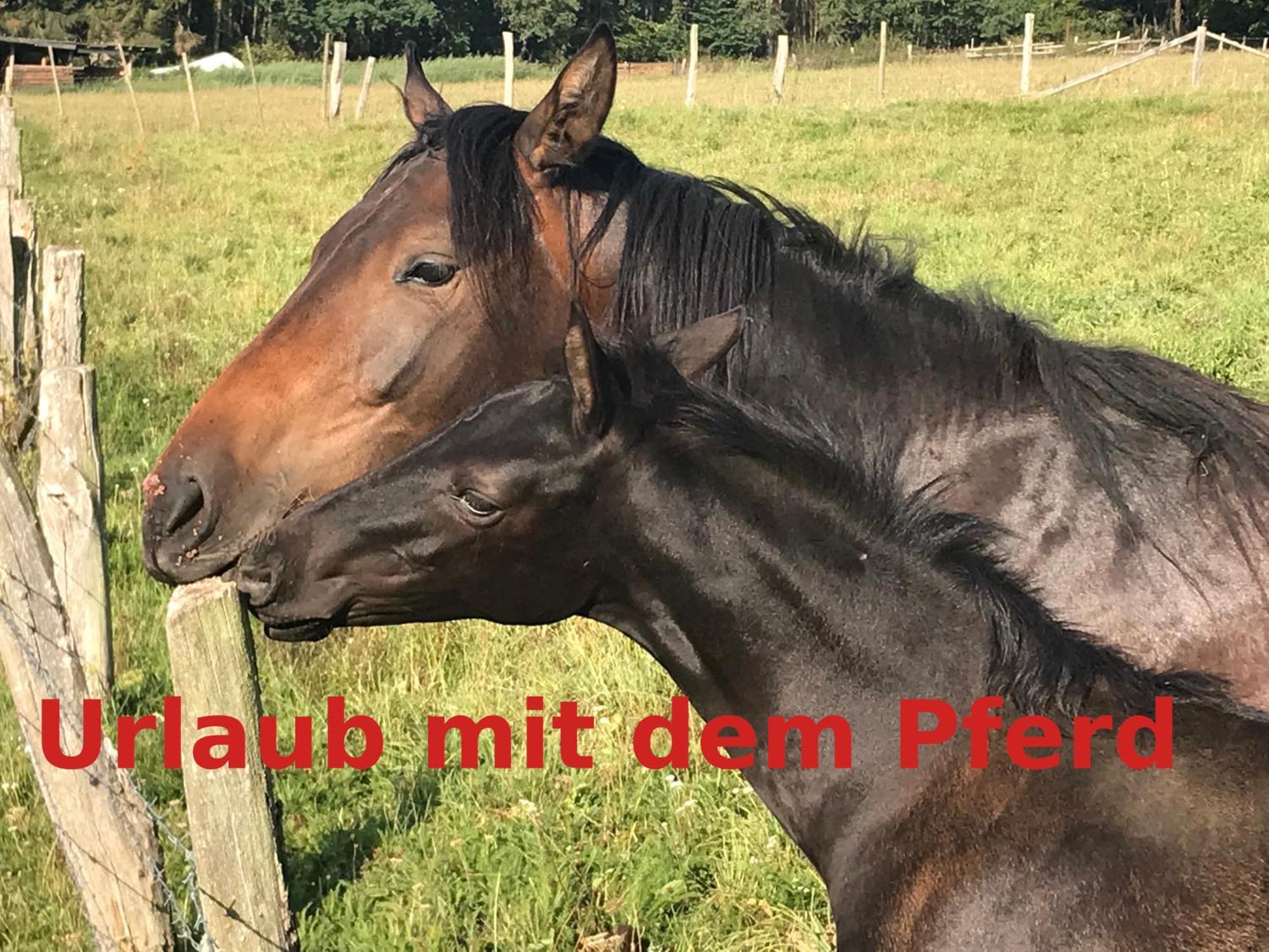 Hardtmuehle Lejlighed Momberg